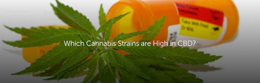 Which Cannabis Strains are High in CBD?
