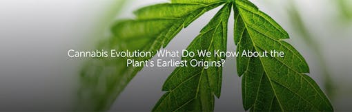 Cannabis Evolution: What Do We Know About the Plant's Earliest Origins?