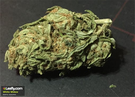 Middle quality White Widow cannabis bud