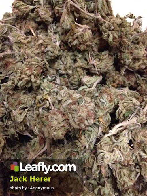 Low quality Jack Herer shake weed