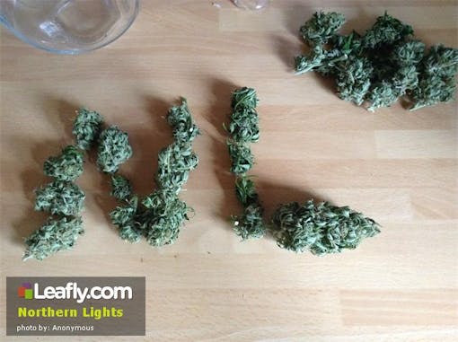 Middle-quality Northern Lights cannabis buds