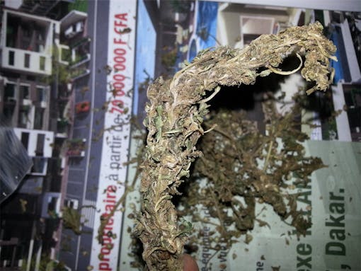 Low quality schwag African landrace cannabis buds