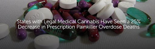 States with Legal Medical Cannabis Have Seen a 25% Decrease in Prescription Painkiller Overdose Deaths