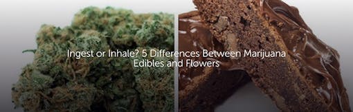 Ingest or Inhale? 5 Differences Between Marijuana Edibles and Flowers