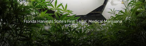 Florida Harvests State's First 'Legal' Medical Marijuana Crop