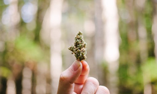 Hand holding up cannabis flower in forest