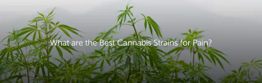 What are the Best Cannabis Strains for Pain?