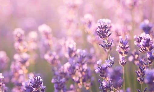 What is the linalool cannabis terpene