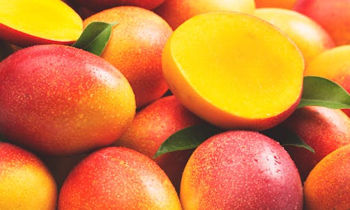 What is the myrcene cannabis terpene