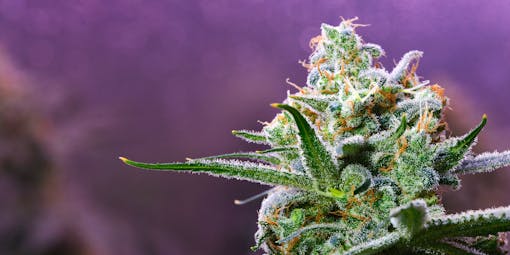 Leafly cannabis flower