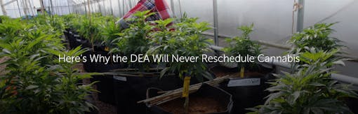 Here’s Why the DEA Will Never Reschedule Cannabis