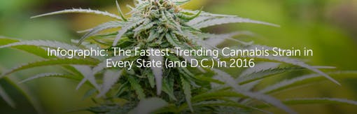Infographic: The Fastest-Trending Cannabis Strain in Every State (and D.C.) in 2016