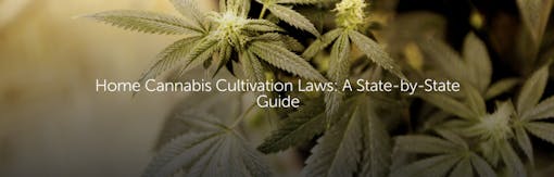Home Cannabis Cultivation: A State-by-State Guide