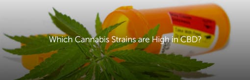 Which Cannabis Strains are High in CBD?