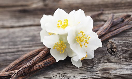 Fresh vanilla on wood table