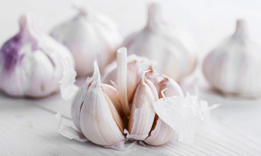 Garlic