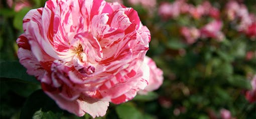 International Rose Test Garden at Washington Park in Portland, Oregon