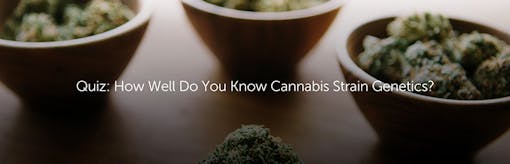 Quiz: How Well Do You Know Cannabis Strain Genetics?