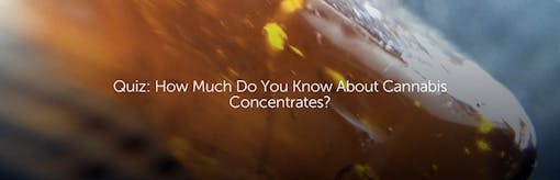 Quiz: How Much Do You Know About Cannabis Concentrates?