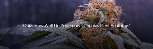 Quiz: How Well Do You Know Cannabis Plant Anatomy?