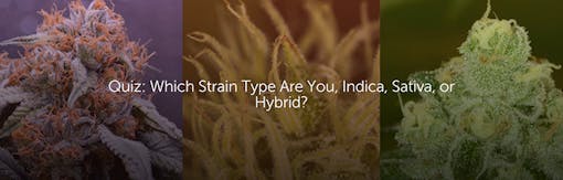 Quiz: Which Strain Type Are You, Indica, Sativa, or Hybrid?