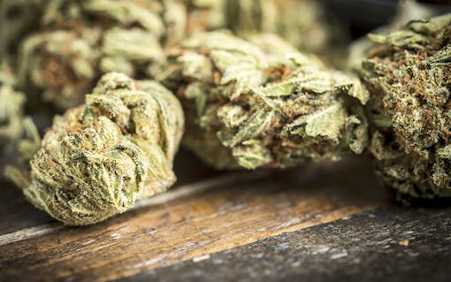 Rastafarian culture and marijuana