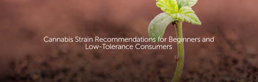 Cannabis Strain Recommendations for Beginners and Low-Tolerance Consumers