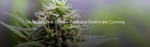 Uruguay's First Official Cannabis Strains are Coming Soon