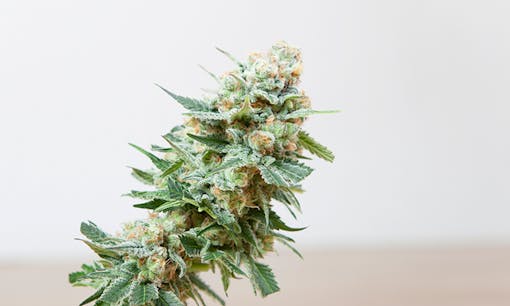 Large cannabis flower in bright room