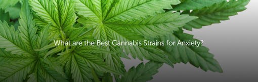 What are the Best Cannabis Strains for Anxiety?