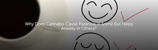 Why Does Cannabis Cause Paranoia in Some But Helps Anxiety in Others?