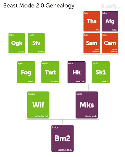 Beast Mode 2.0 family tree