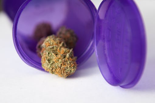 Grape Ape cannabis bud