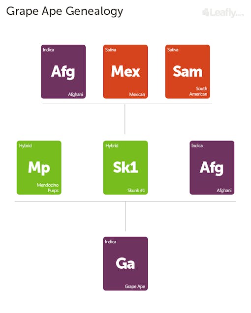 Grape Ape cannabis strain genealogy