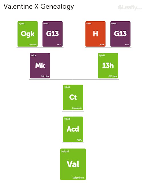 Valentine X Genealogy