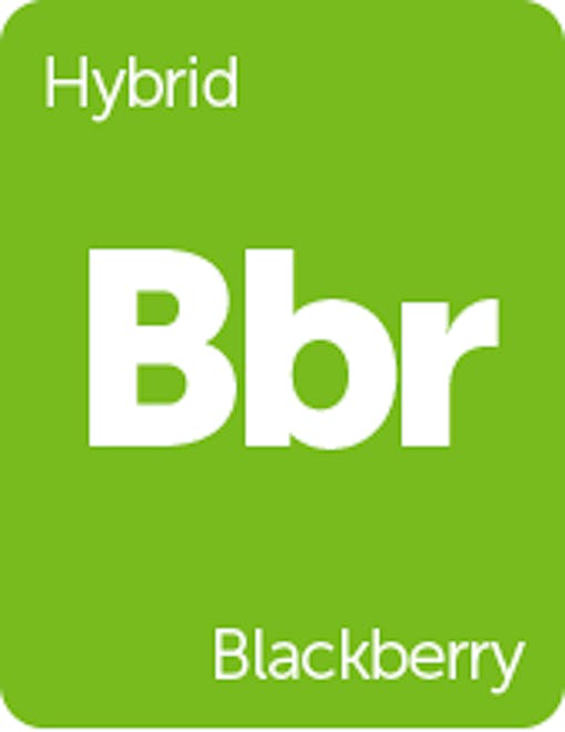 Leafly Blackberry cannabis strain tile