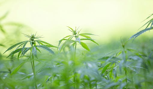 marijuana,cannabis,leafly,hemp