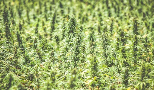 hemp,cannabis,marijuana,farm,leafly