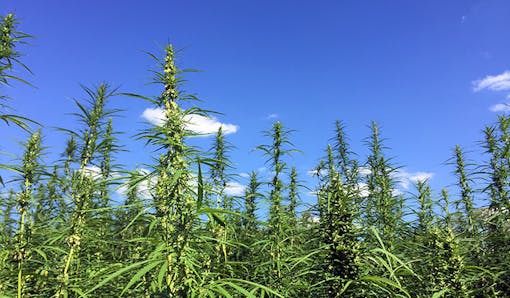 Hemp field