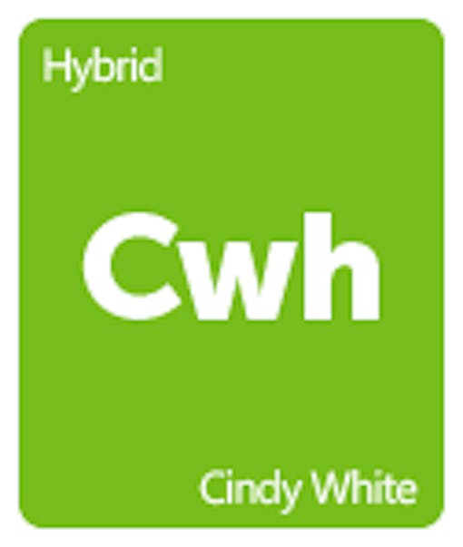 Leafly Cindy White cannabis strain tile