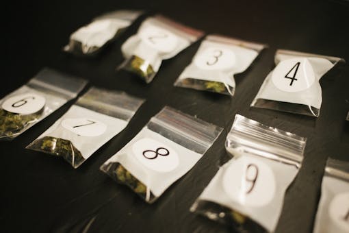 DOPE Cup strains for the People's Choice category