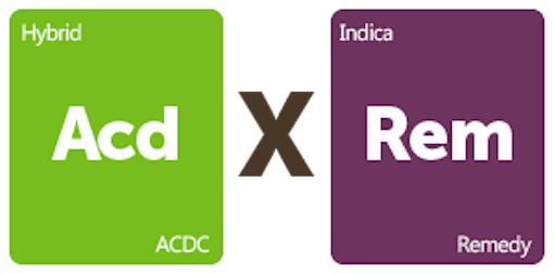 Leafly ACDC x Remedy cannabis strain tiles