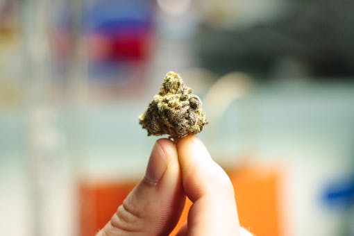 Beautiful Buds at the 2015 DOPE Cup.