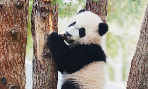 Bei Bei the panda at the Smithsonian National Zoo in Washington, D.C.