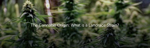 The Cannabis Origin: What is a Landrace Strain?