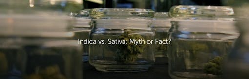 Indica vs. Sativa: Myth or Fact?