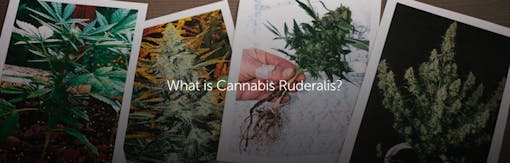 What is Cannabis Ruderalis?