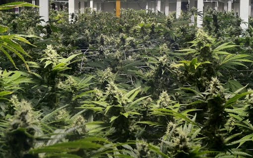 L'Eagle recreational marijuana dispensary in Denver, Colorado