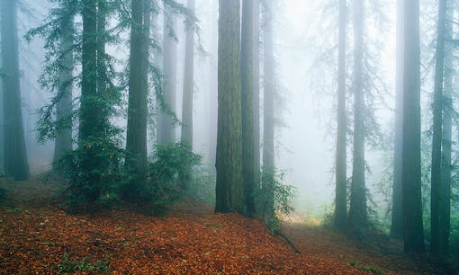 Redwood Regional Park