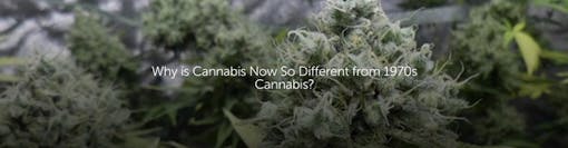 Why is Cannabis Now So Different from 1970s Cannabis?